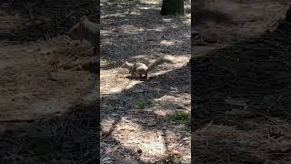 [かわいい動物 Cute Animals] (リス Squirrel 🐿️ - 02 )