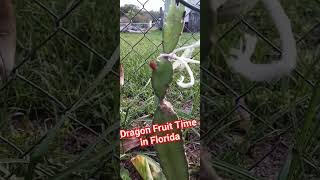 Dragon Fruit time 😍 to flower 🤩 Buenaventura Lakes (BVL) Florida 🌴☀️ #2023