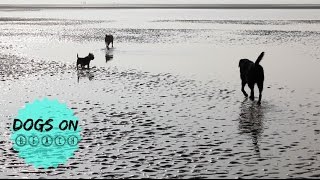 DOGS ON BEACH!