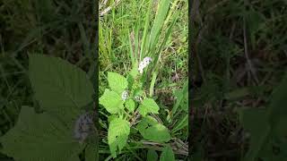 bunga rumput di sawah #shorts