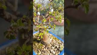 Bonsai. Brotación primaveral en Olmo chino (Ulmus parvifolia). #shorts