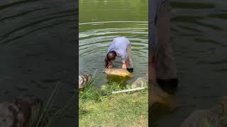 Трофейный сазан. Вот это называется хороший улов / Trophy carp. This is what is called a good catch