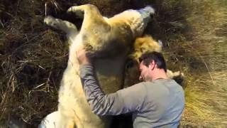 Graban en video el amor de dos leones y su entrenador