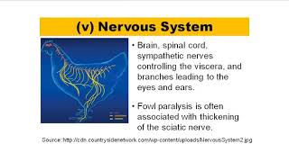 Poultry body System and Functions