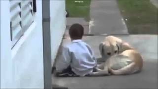 Labrador acaricia a niño con Síndrome de Down