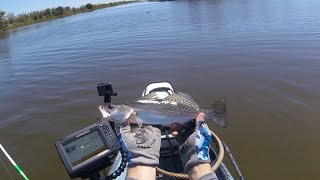 Found a couple trout in Hopedale