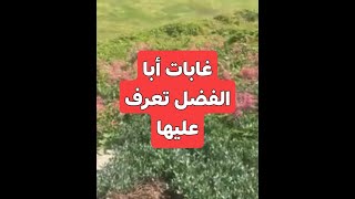 غابات أبا الفضل تعرف عليها