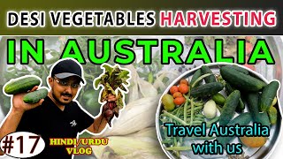 Desi Vegetable Harvesting in Australia #Sydney #harvest #vegetables 🌾