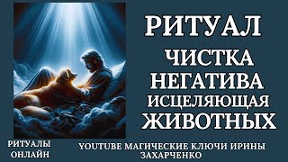 Исцеляющая чистка животных (разных) от любого негатива.