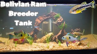 Bolivian Ram 40 Gallon Breeder Tank