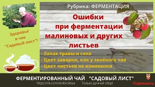 Ошибки ферментации чая. Почему  чай получается невкусный