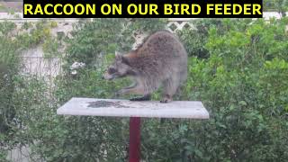 RACCOON ON FEEDER