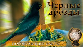 Чёрные дрозды: потрясающие факты из жизни птиц! Гнездо, курс молодого дрозда и пение черного дрозда.