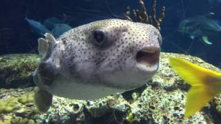 Screaming puffer fish