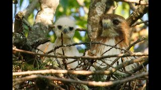 RED TAILED HAWK MOM AND TWO CHICKS, MOUNT AUBURN CEMETERY, MONDAY, MAY 29, 2023 1 2006 4972 4973 497