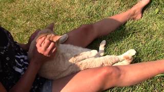 Cute Fat Cat Patiently Gets Nails Trimmed