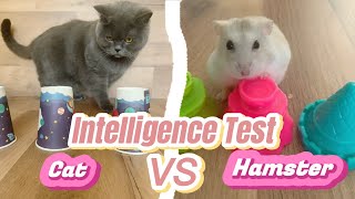 Intelligence challenge : Cat or Hamster, Who wins ?