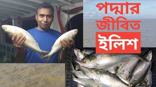 পদ্মার জীবিত ইলিশ মাছ ধরা দেখুন I Live Hilish Fish Catching I Tarun Tv