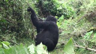 Gorilla posing for photo