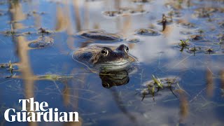 The Joy of Frogs:  a 360 film about the frog mating season