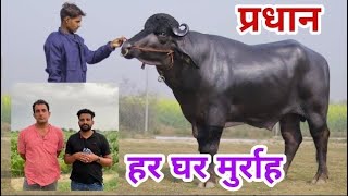 कम पड़ गया प्रधान का सीमन - Semen Always Remains Out of Stock || HSB भारत का नं वन Semen Bank