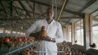 Catalyzing Innovations in Rwanda's Poultry Market: The Ready-to-lay Pullet Model(short version)