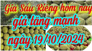 giá sầu riêng hôm nay ngày 19/10/2024