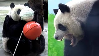 圓仔手腳併用玩點心球，圓仔說：綁起來超難玩的|熊貓貓熊The Giant Panda Yuan Yuan and Yuan Bao|台北市立動物園