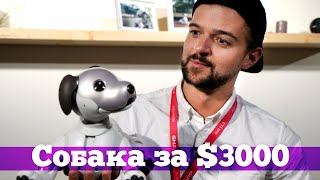 Aibo  - что умеет робот-собака от Sony?