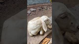 Aattu kutti vlog #funnyvideo #shortvideo #goat #youtubeshorts #india #china