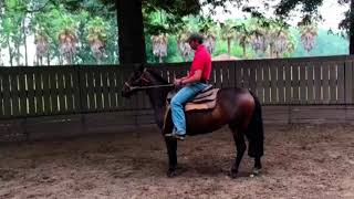 Enseñando potranca de Quimpomay.