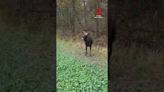 ŁOŚ EUROAZJATYCKI na Mazurach | EUROASIATIAN MOOSE in Masuria #animals #wildlife #poland