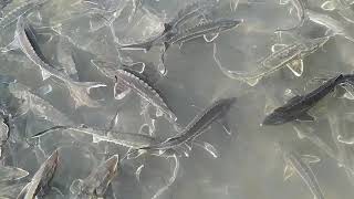 малёк осётр sturgeon fry