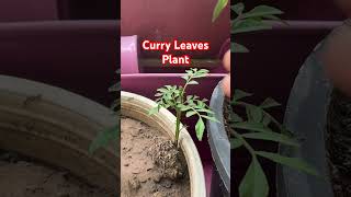 Curry Plant