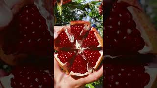 How to cut a pomegranate 🧑‍🍳 🔪