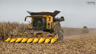 Corn harvest | Zrnovka 2020 - New Holland CR 9.90 & 9.80, Case IH Magnum 380 Rowtrac CVX