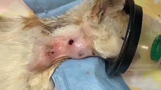 Removing botfly maggot from cat