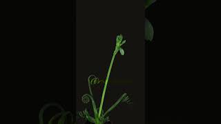 Time lapse of Growing Albuca Plant #flowers #microgreens #nature