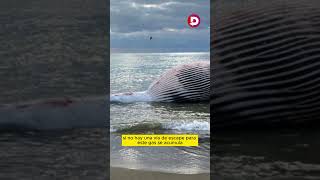 ¿Por qué explotan las ballenas cuando mueren? Científico explica este fenómeno #difunde #news