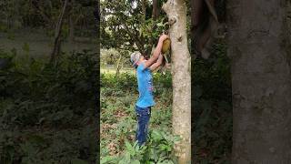 কি ভাবে কাঁঠাল টা পেরে নিয়ে চলে গেল দেখো 😄🤣😜#shortvideo #viralvideo #trending #comedy #youtubeshorts