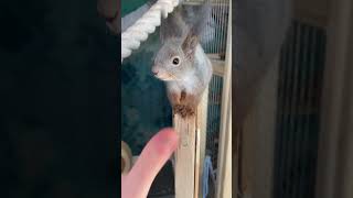 Огурец? Дай лучше орех! #cuteanimals #funnyanimals #funnyvideo #funny #love #squirrel #cute