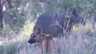 An outback brawl? Footage of a Dingo and a Red Male Kangaroo crossing paths...