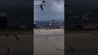 Sandy Seagulls,  Galveston Island