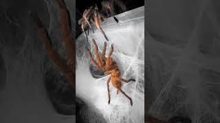 courtship behavior of Chilobrachys #tarantula #arachnid #spider #viraltiktok #shortsclip #shorts