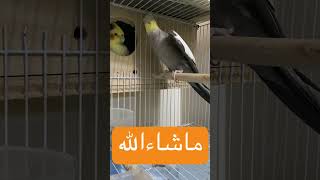 تصفير كروان الكوكتيل 🩶🤍💛 #عائلة_سكر_ومينو #youtubeshorts #yearofyou #parrot #trend #كروان