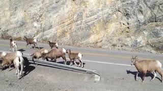 Bighorn Sheep 3