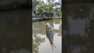 Fisherman Catching Fish #youtubeshorts #shortvideo #fish #fisherman #catchingfish