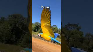 Beautiful parrot flying video #birds #parrot