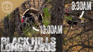 PURE MERRIAM'S TURKEY HUNTING | KILLING GOBBLERS in the POPULAR PLACES | PUBLIC GROUND at it's BEST