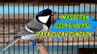 Gelatik Batu Rasa Cucak Cungkok || mewah buat masteran